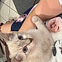 kitten, cat, blue_eyes, pet, indoor, person, lap, floral_clothing, furry, cute, animal, whiskers, ears, floor_tiles, sofa, home, domestic, close_up, curious, young