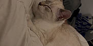Snow participe au concours pour gagner de l'argent avec cette photo : cat, sleeping, bed, blanket, indoor, pet, feline, resting, cozy, white, fur, ears, quiet, domestic, comfort, animal, nap, soft, relax, side_profile