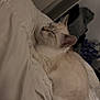 cat, sleeping, bed, blanket, indoor, pet, feline, resting, cozy, white, fur, ears, quiet, domestic, comfort, animal, nap, soft, relax, side_profile