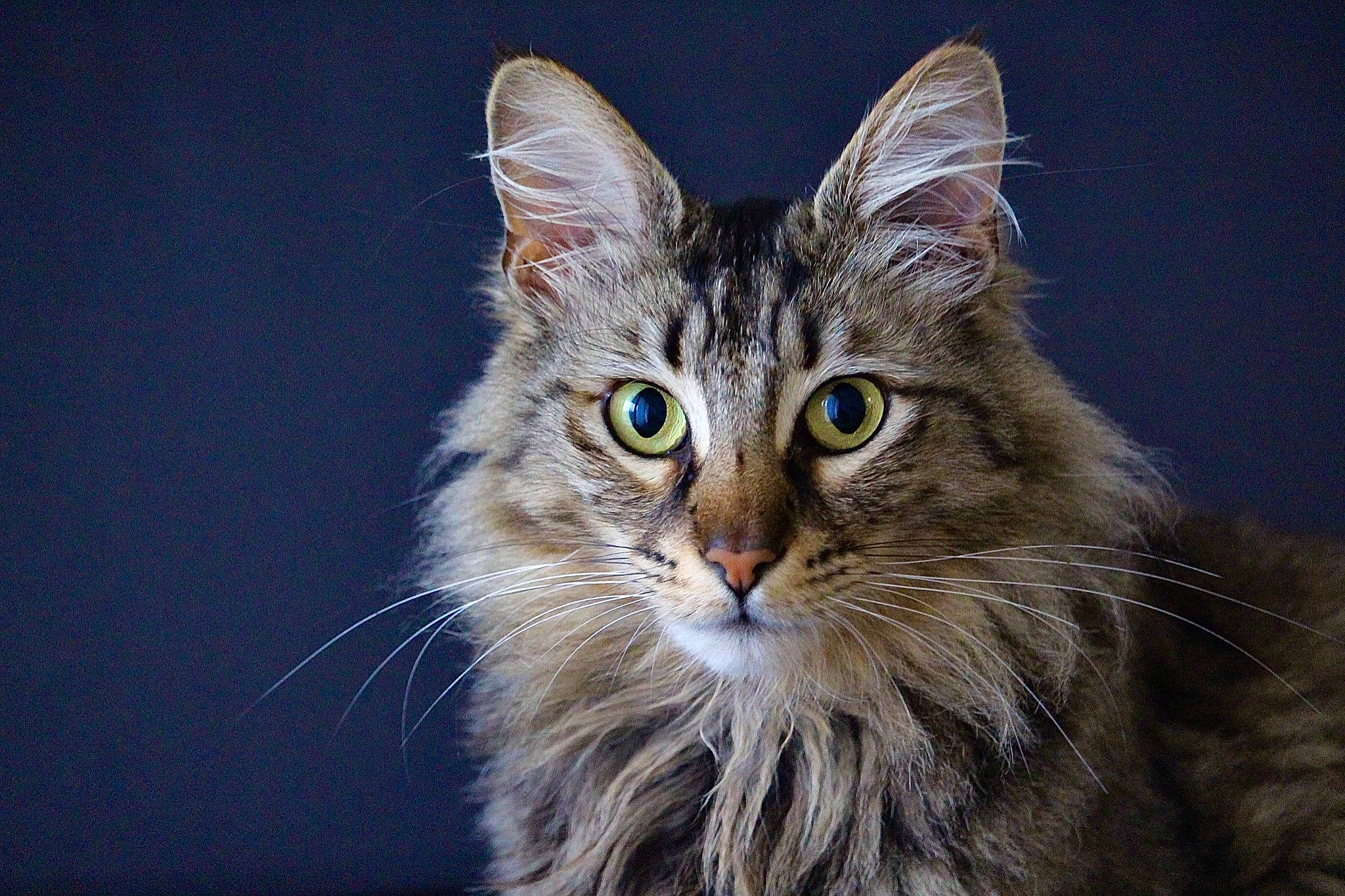 Lixy a rejoint le concours — aidez-le/la à gagner de superbes lots ! carnivore, cat, domestic_short_haired_cat, electric_blue, felidae, fur, grass, maine_coon, small_to_medium_sized_cats, snout, terrestrial_animal, whiskers, wildlife