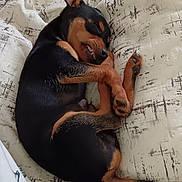 Aïko a rejoint le concours — aidez-le/la à gagner de superbes lots ! dog, sleeping, black, tan, puppy, pet, cozy, cushion, indoor, resting, curled_up, cute, small, fur, animal, canine, relaxed, nap, ears, tongue