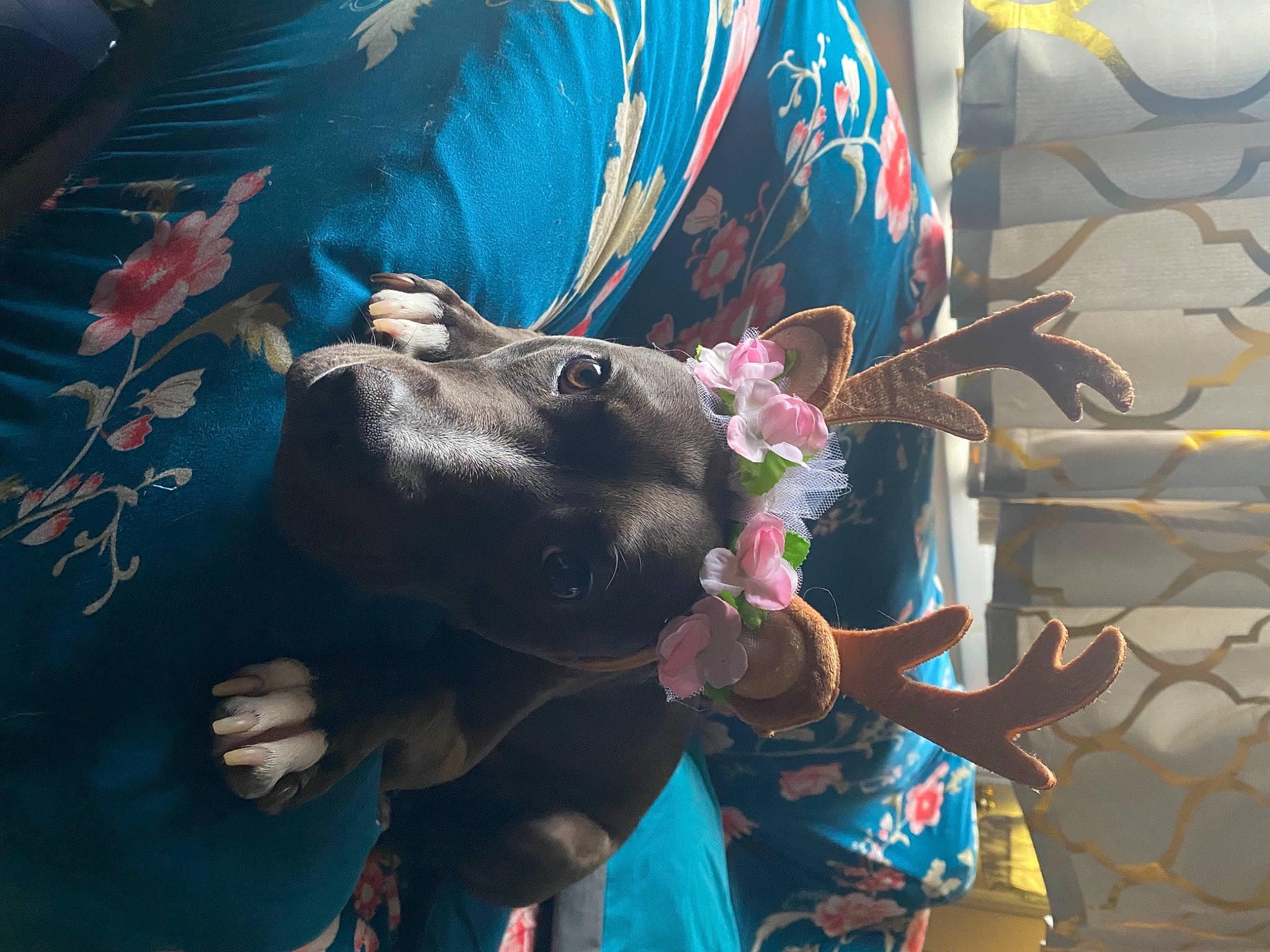 Scarlett joined the competition — help win amazing prizes! fawn, fun, gesture, indian_elephant, leisure, organism, pack_animal, snout, sporting_group, tradition, visual_arts, working_animal, wrinkle