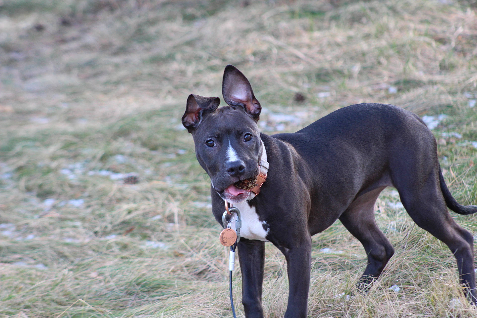 Scarlett joined the competition — help win amazing prizes! canidae, carnivore, collar, companion_dog, dog, dog_breed, dog_collar, dog_sports, dog_supply, fawn, grass, leash, mexican_hairless_dog, rampur_greyhound, snout, sporting_group, tail, terrestrial_animal, working_animal, working_dog