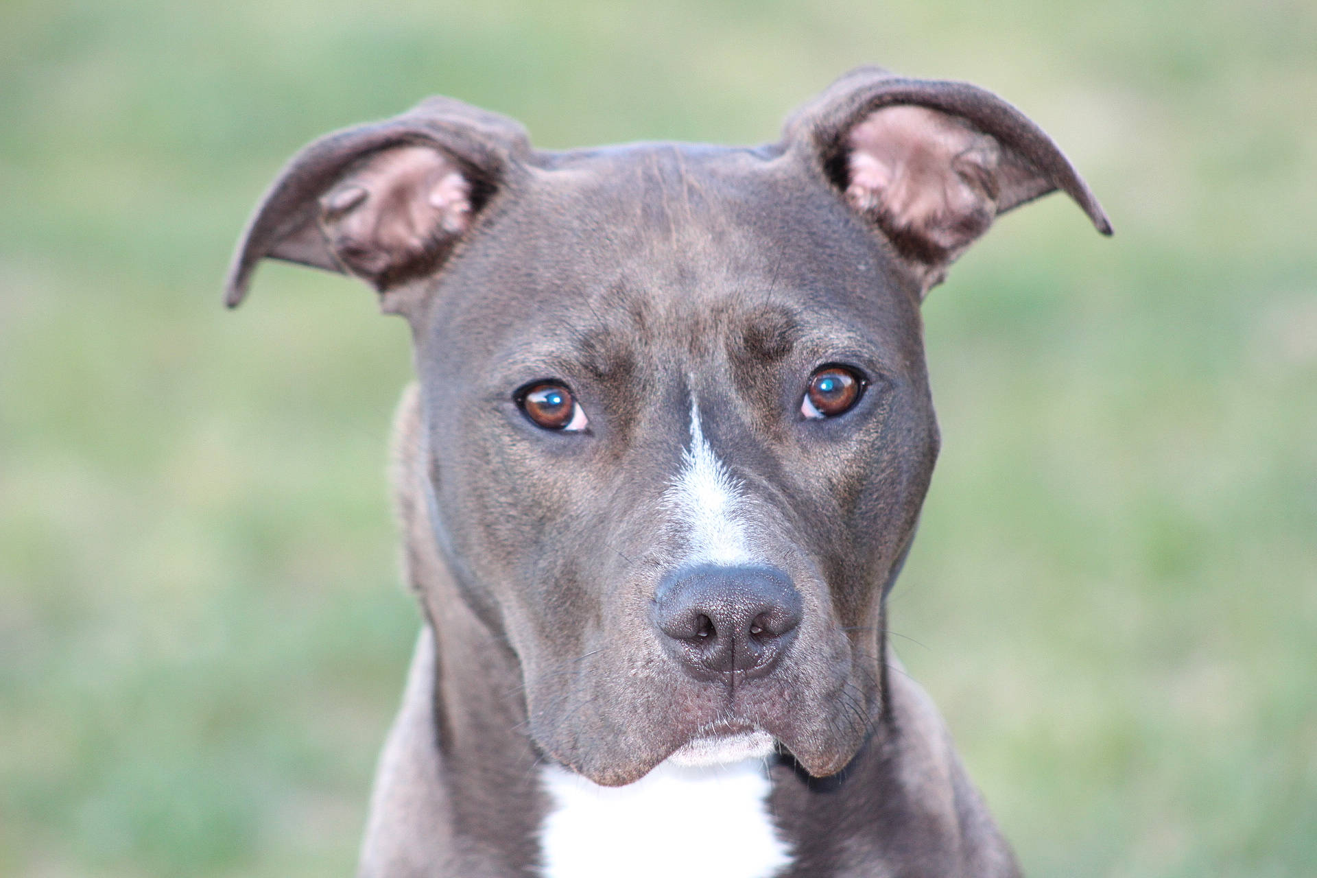 Scarlett is registered to the contest to win money with this photo: ancient_dog_breeds, carnivore, collar, companion_dog, dog, dog_breed, dog_collar, grass, snout, terrestrial_animal, whiskers, working_animal, working_dog