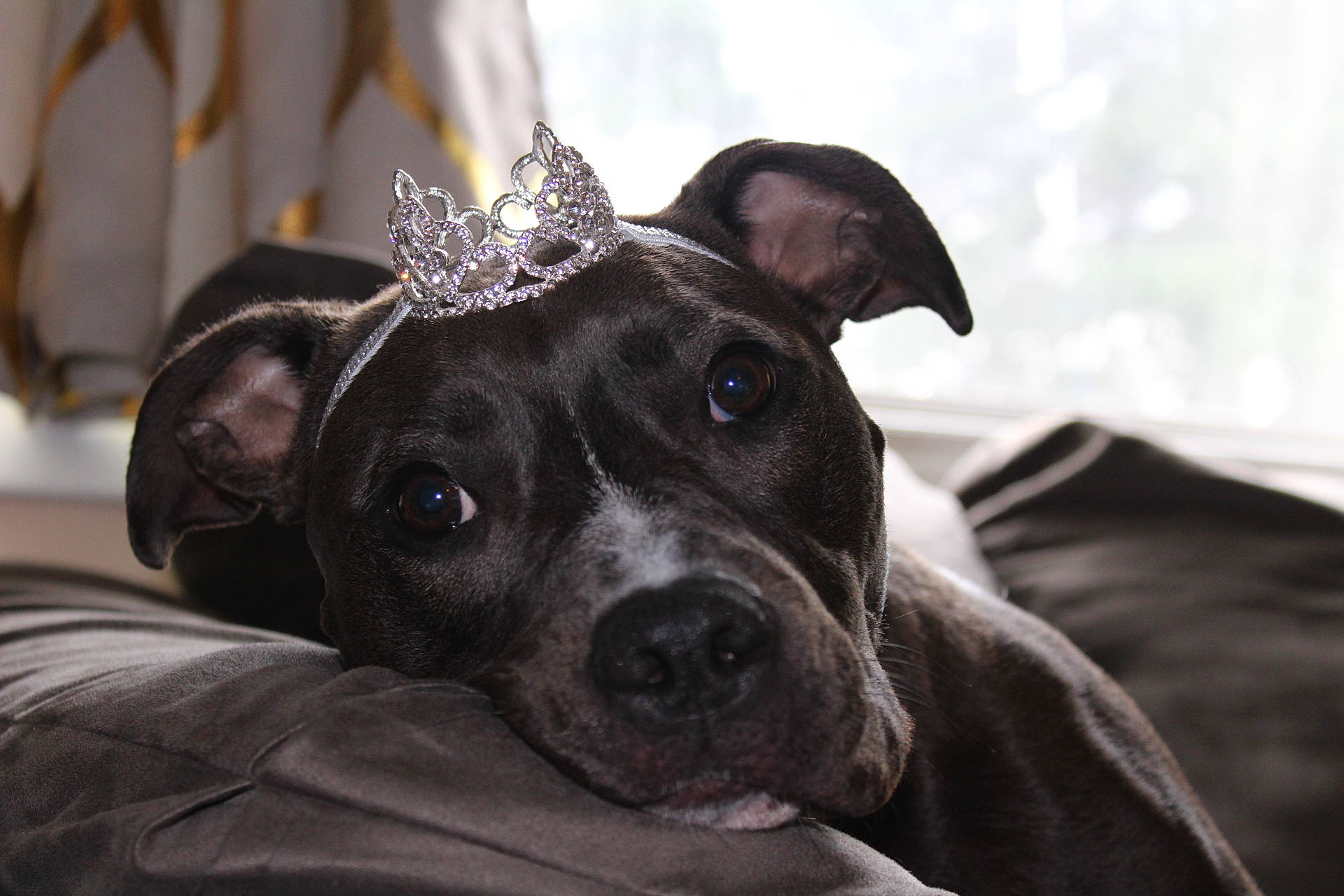 Scarlett is registered to the contest to win money with this photo: canidae, carnivore, collar, comfort, companion_dog, dog, dog_breed, dog_collar, ear, eye, fawn, fur, grey, guard_dog, monochrome_photography, snout, sporting_group, toy_dog, whiskers, working_animal