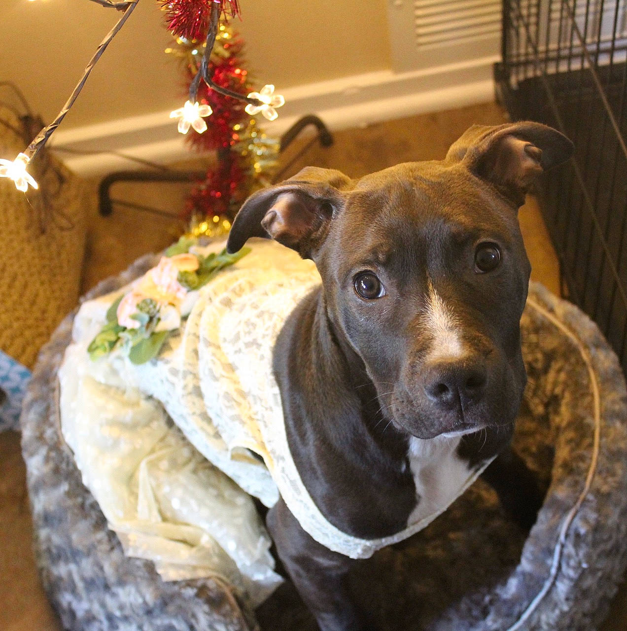 Scarlett joined the competition — help win amazing prizes! ancient_dog_breeds, canidae, carnivore, collar, companion_dog, dog, dog_breed, dog_collar, fawn, fence, flower, guard_dog, houseplant, non_sporting_group, pet_supply, snout, sporting_group, whiskers, working_animal, working_dog