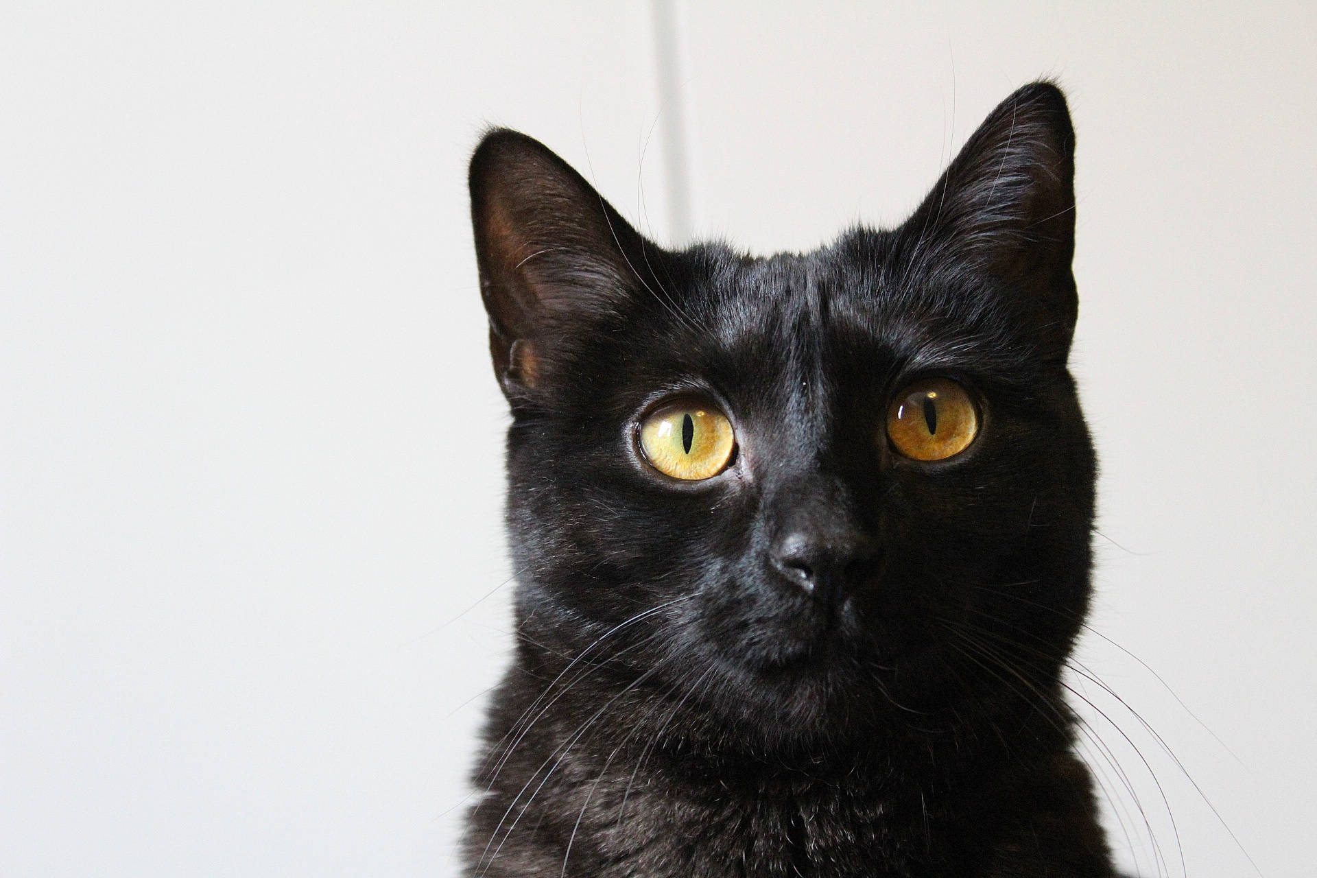 Lily is registered to the contest to win money with this photo: black_cat, bombay, carnivore, cat, domestic_short_haired_cat, felidae, fur, iris, small_to_medium_sized_cats, snout, terrestrial_animal, whiskers, wildlife