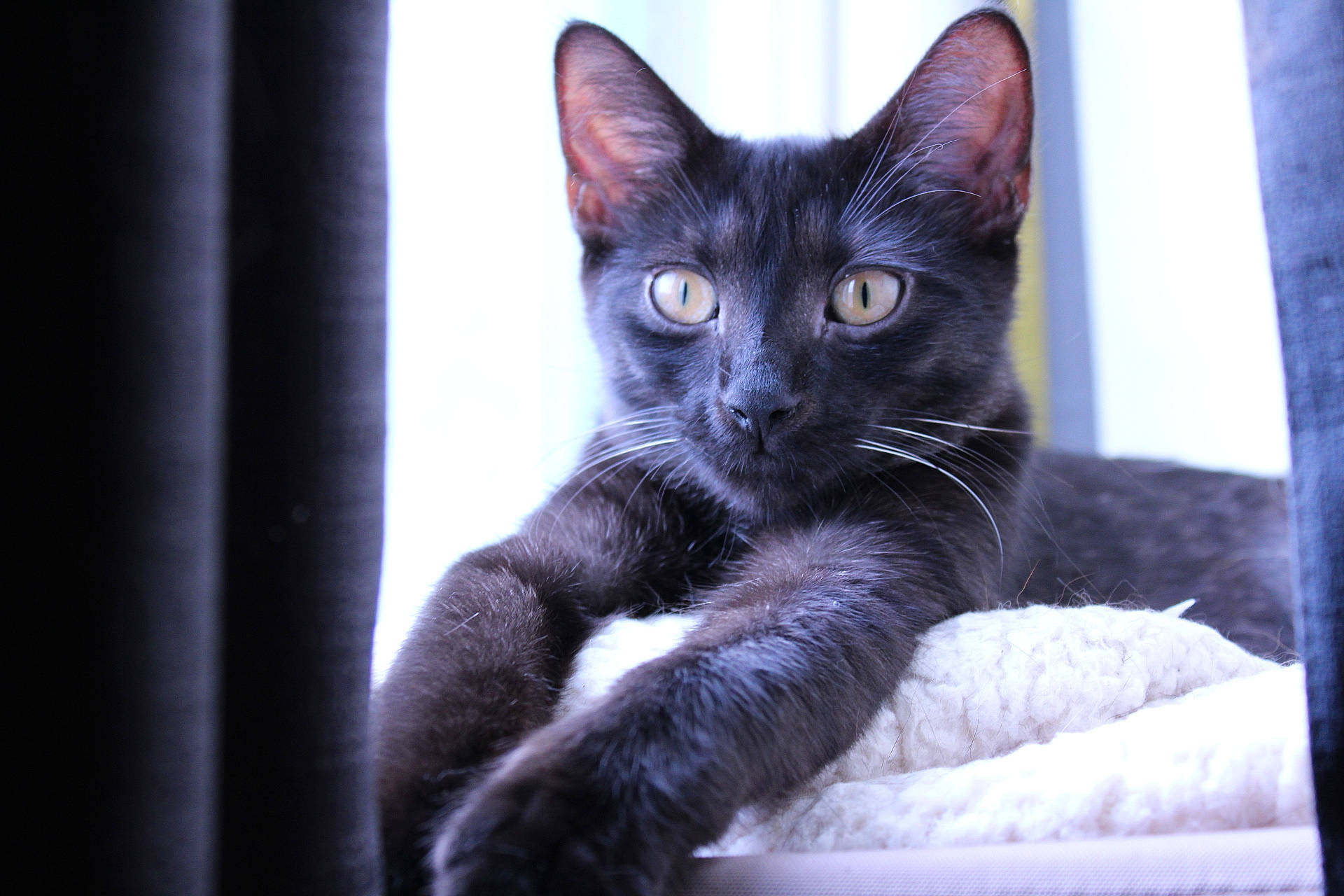 Lily is registered to the contest to win money with this photo: black_cat, bombay, carnivore, cat, claw, domestic_short_haired_cat, electric_blue, felidae, fur, paw, small_to_medium_sized_cats, tail, terrestrial_animal, whiskers, wildlife, window