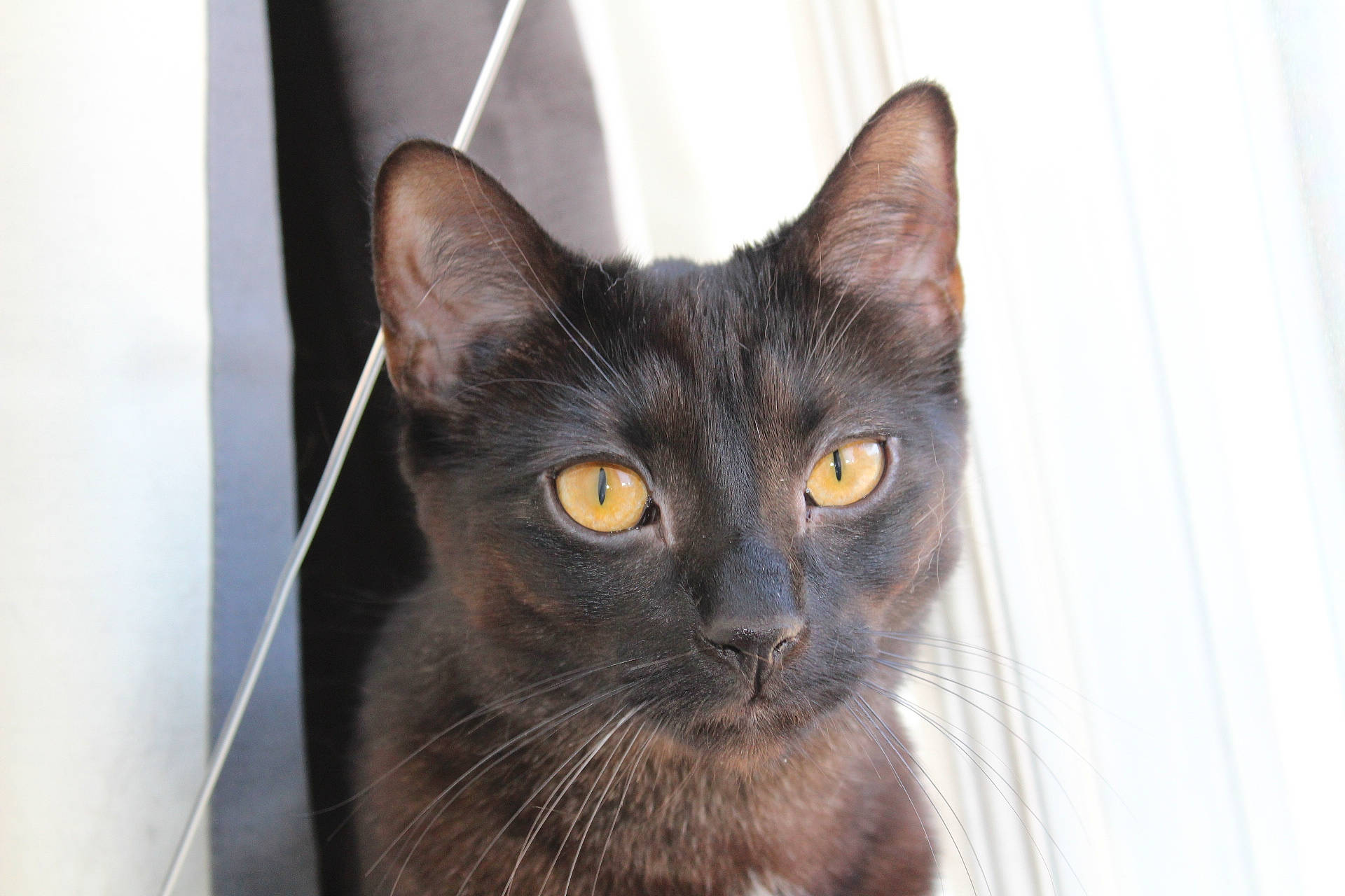 Lily joined the competition — help win amazing prizes! black_cat, carnivore, cat, domestic_short_haired_cat, felidae, fur, havana_brown, small_to_medium_sized_cats, snout, terrestrial_animal, whiskers