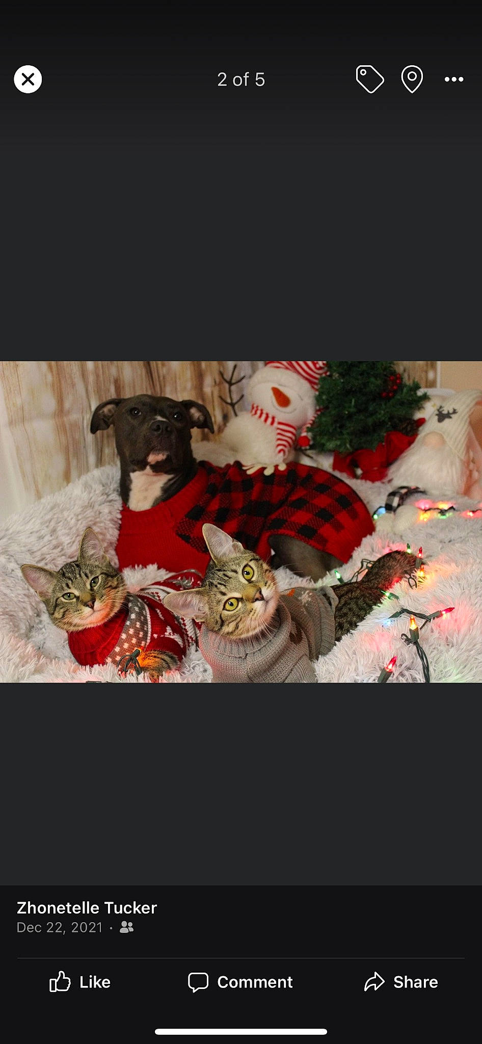 Stark joined the competition — help win amazing prizes! art, big_cats, carmine, carnivore, cat, costume_design, event, felidae, fictional_character, font, fur, magenta, painting, pattern, petal, sleeve, small_to_medium_sized_cats, toy, tradition, visual_arts