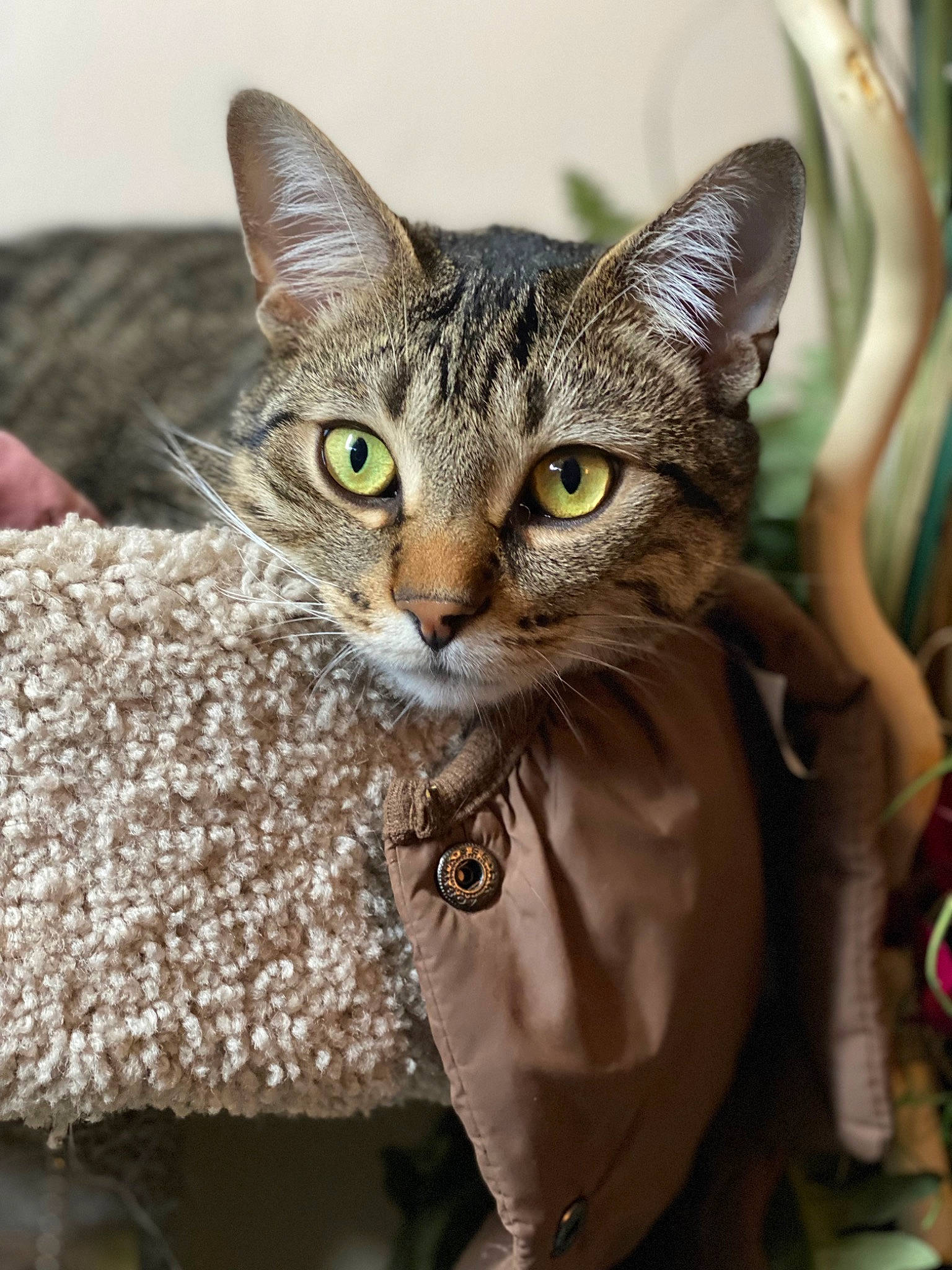 Stark joined the competition — help win amazing prizes! carnivore, cat, domestic_short_haired_cat, felidae, fur, grass, pattern, photo_caption, small_to_medium_sized_cats, snout, terrestrial_animal, whiskers, wildlife