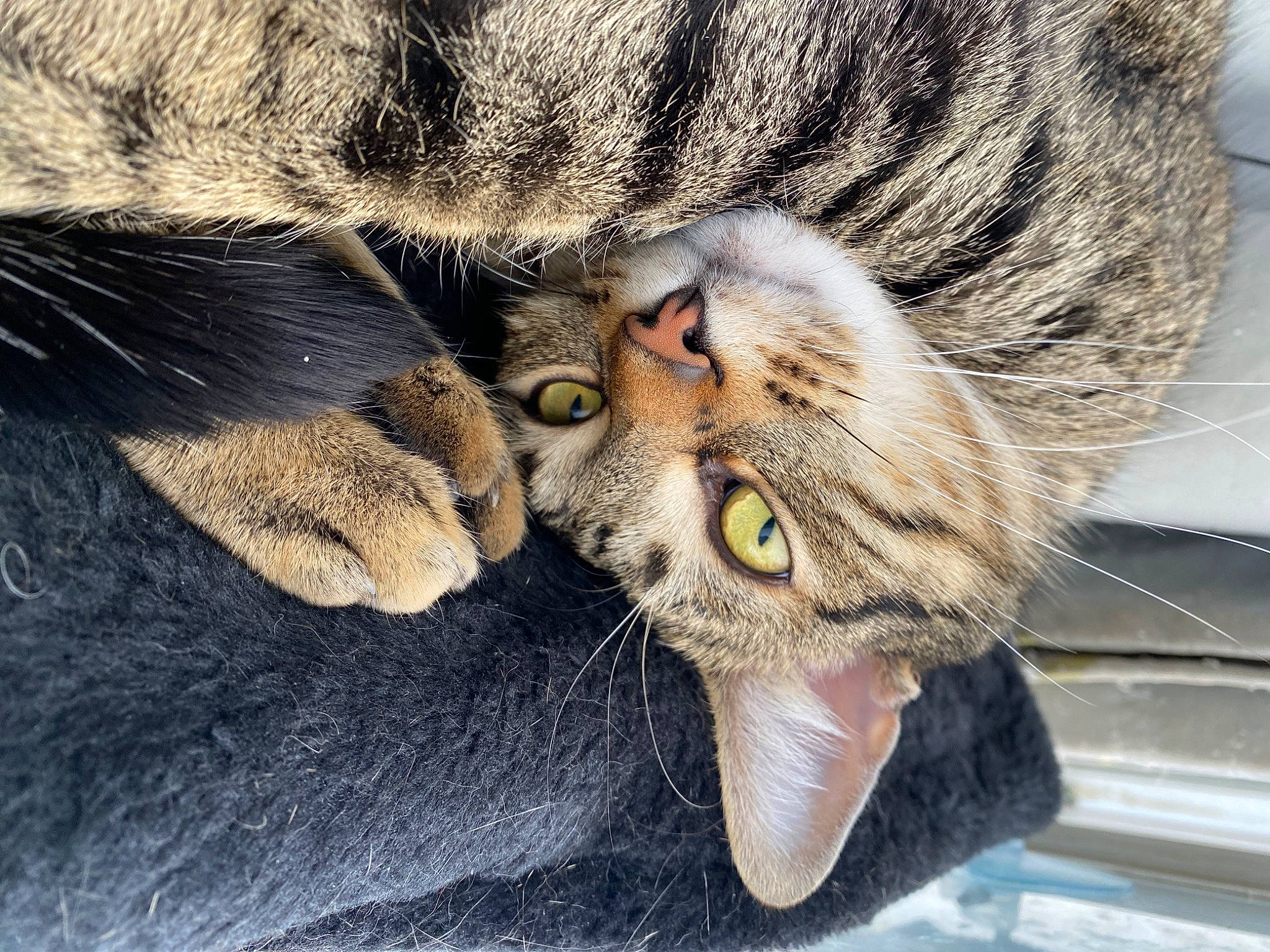 Stark is registered to the contest to win money with this photo: carnivore, cat, claw, comfort, domestic_short_haired_cat, eye, fawn, felidae, fur, glasses, grey, head, mammal, paw, small_to_medium_sized_cats, snout, tail, terrestrial_animal, whiskers, wildlife