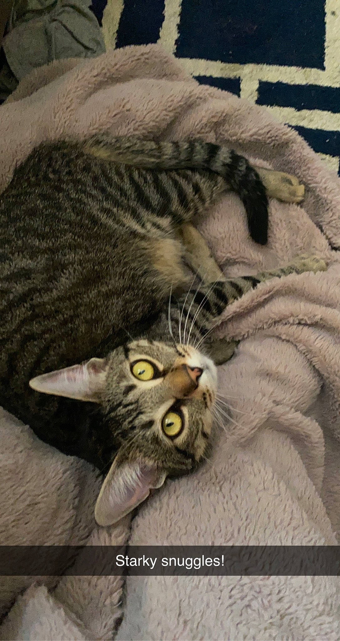 Stark is registered to the contest to win money with this photo: carnivore, cat, claw, comfort, domestic_short_haired_cat, felidae, fur, grey, monochrome_photography, paw, sand, small_to_medium_sized_cats, snout, tail, terrestrial_animal, whiskers