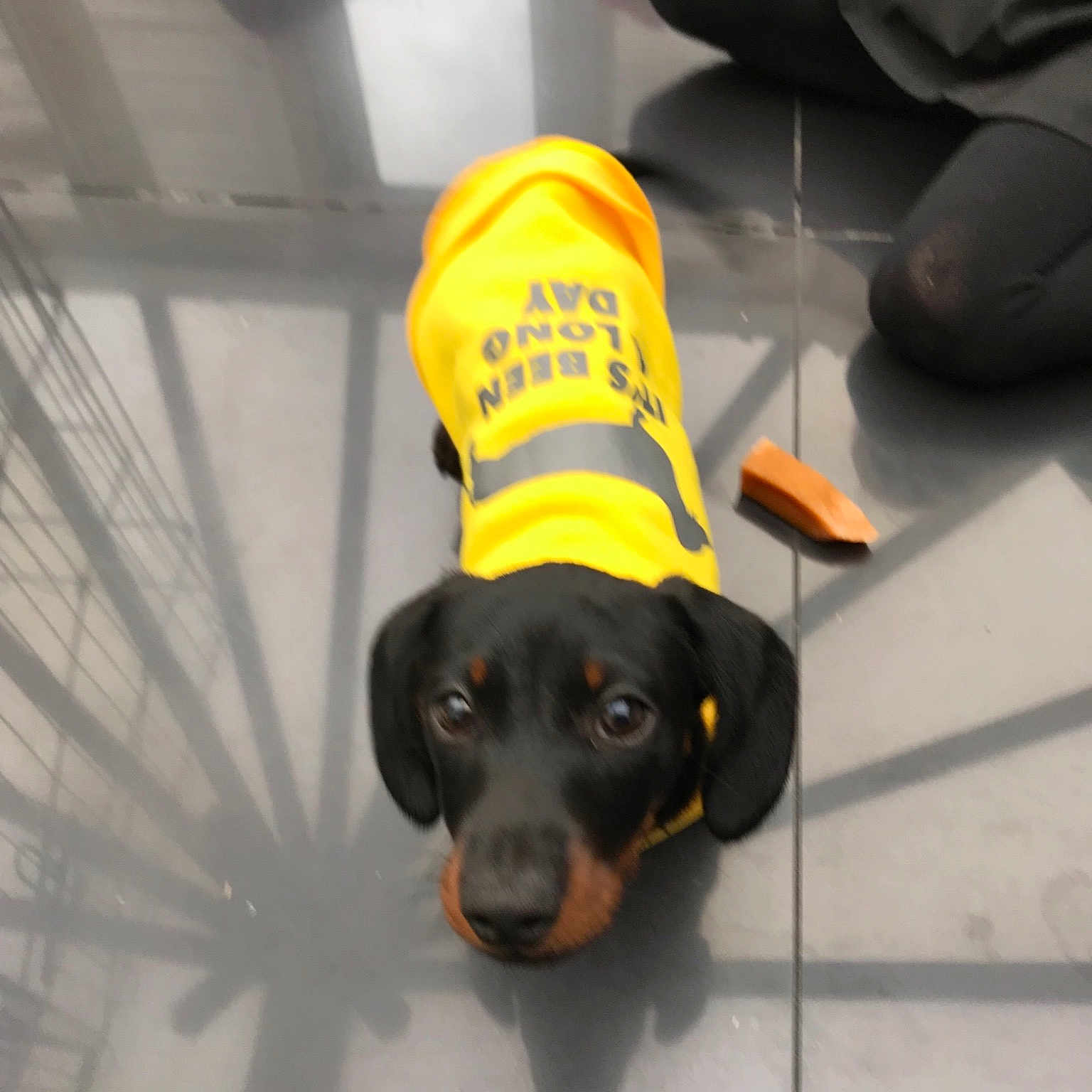 Alan is registered to the contest to win money with this photo: canidae, carnivore, collar, dachshund, dog, dog_breed, ear, hunting_dog, police_dog, puppy, snout, sporting_group, yellow