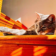 Smokey Panther joined the competition — help win amazing prizes! cat, feline, pet, animal, wood, sunlight, indoor, relaxing, stretching, fur, whiskers, ears, face, shadow, bright, warm, cozy, resting, closeup, calm