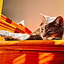 cat, feline, pet, animal, wood, sunlight, indoor, relaxing, stretching, fur, whiskers, ears, face, shadow, bright, warm, cozy, resting, closeup, calm