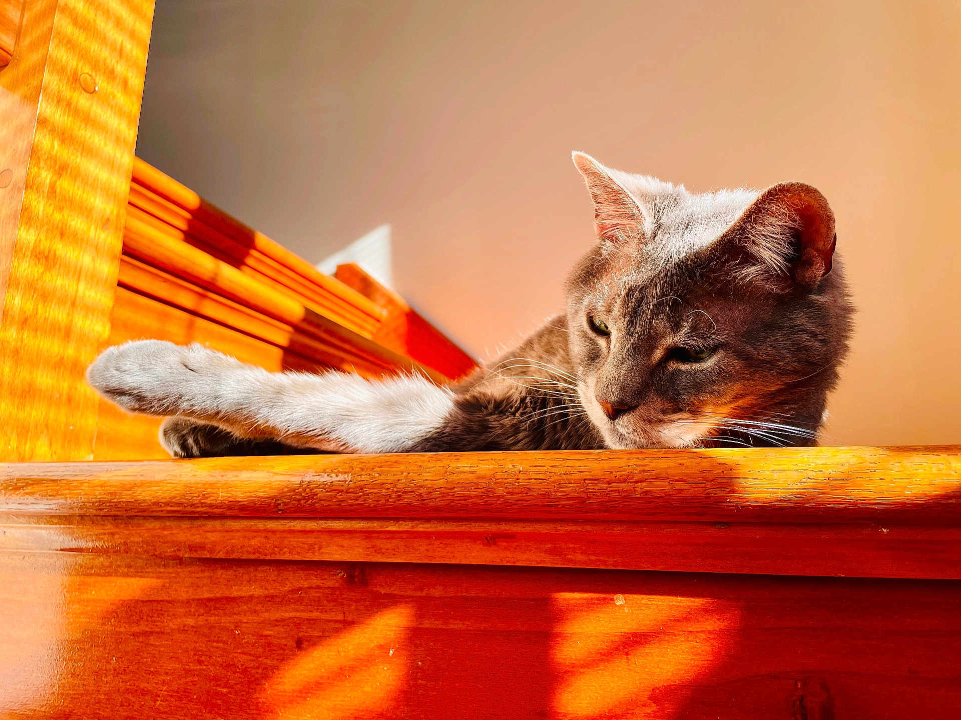 Smokey Panther joined the competition — help win amazing prizes! cat, feline, pet, animal, wood, sunlight, indoor, relaxing, stretching, fur, whiskers, ears, face, shadow, bright, warm, cozy, resting, closeup, calm
