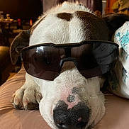 Baby Girl joined the competition — help win amazing prizes! dog, sunglasses, pet, canine, resting, closeup, indoor, couch, nose, paw, laying_down, fur, animal, relaxed, cute, face, sleepy, brown, white, heart_shape