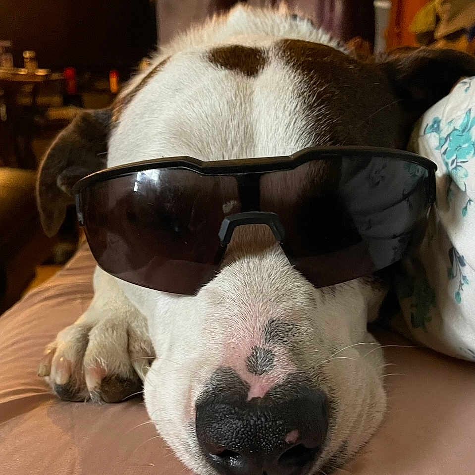 Baby Girl joined the competition — help win amazing prizes! animal, brown, canine, closeup, couch, cute, dog, face, fur, heart_shape, indoor, laying_down, nose, paw, pet, relaxed, resting, sleepy, sunglasses, white