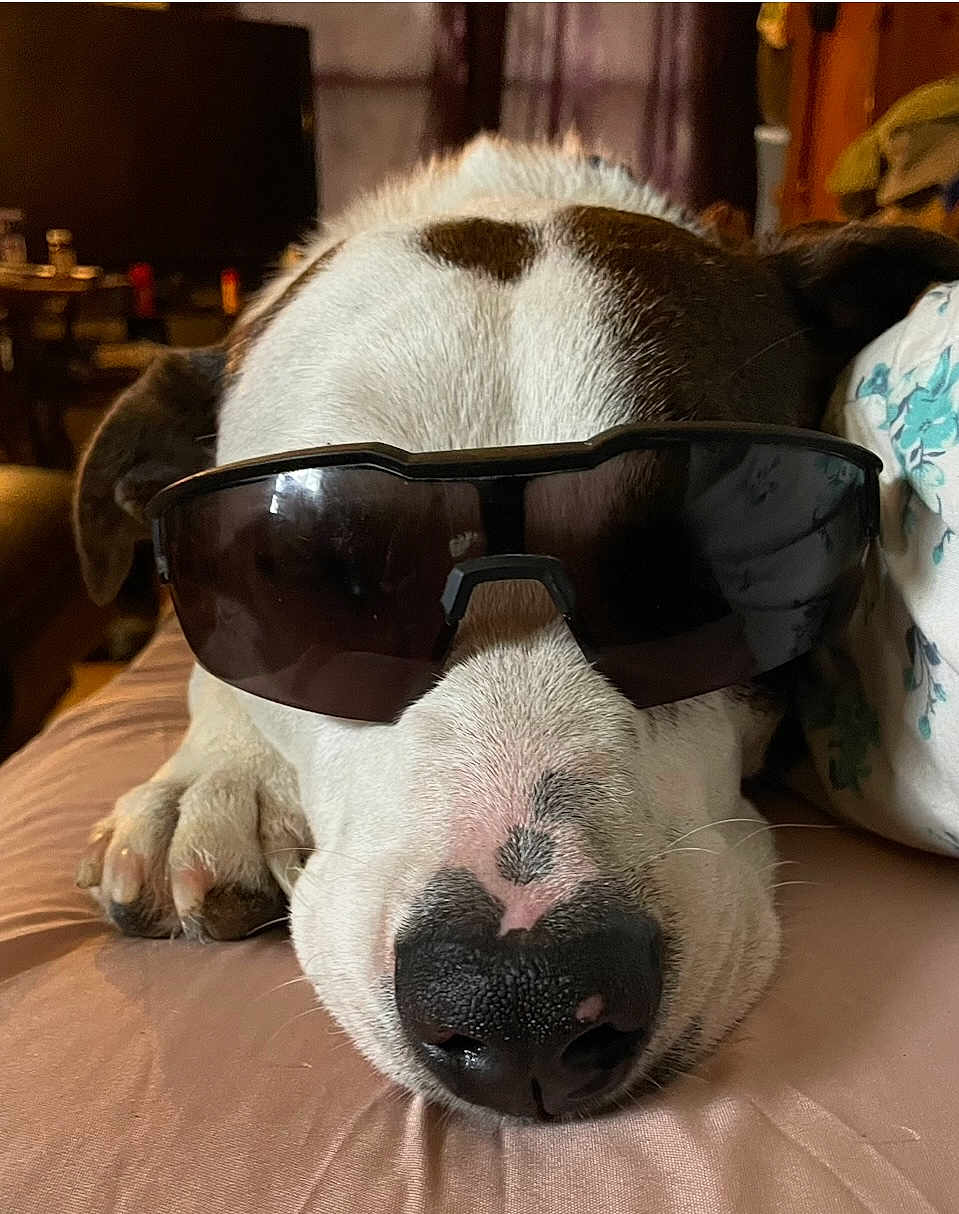 Baby Girl joined the competition — help win amazing prizes! dog, sunglasses, pet, canine, resting, closeup, indoor, couch, nose, paw, laying_down, fur, animal, relaxed, cute, face, sleepy, brown, white, heart_shape