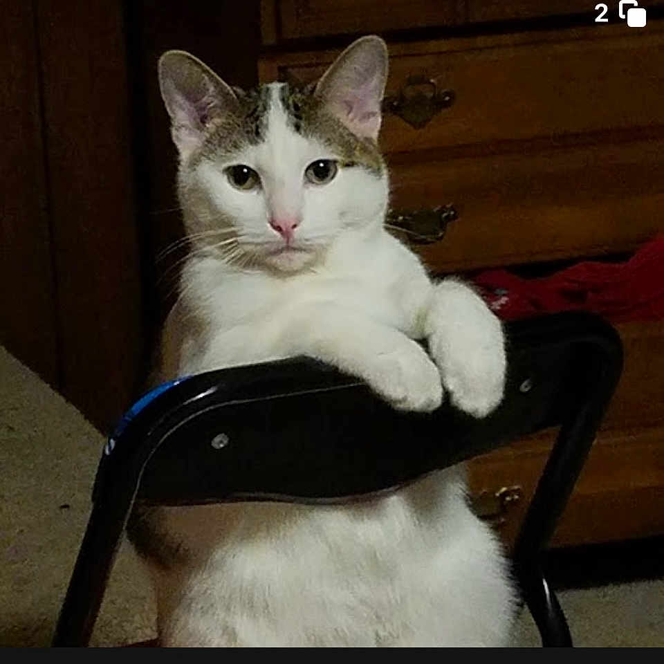 Keekee