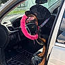 Lucy joined the competition — help win amazing prizes! dog, rottweiler, car, steering_wheel, pink_steering_wheel_cover, collar, seat, interior, dashboard, window, door, sunlight, tongue_out, pet, animal, vehicle, black_dog, happy, sitting, closeup