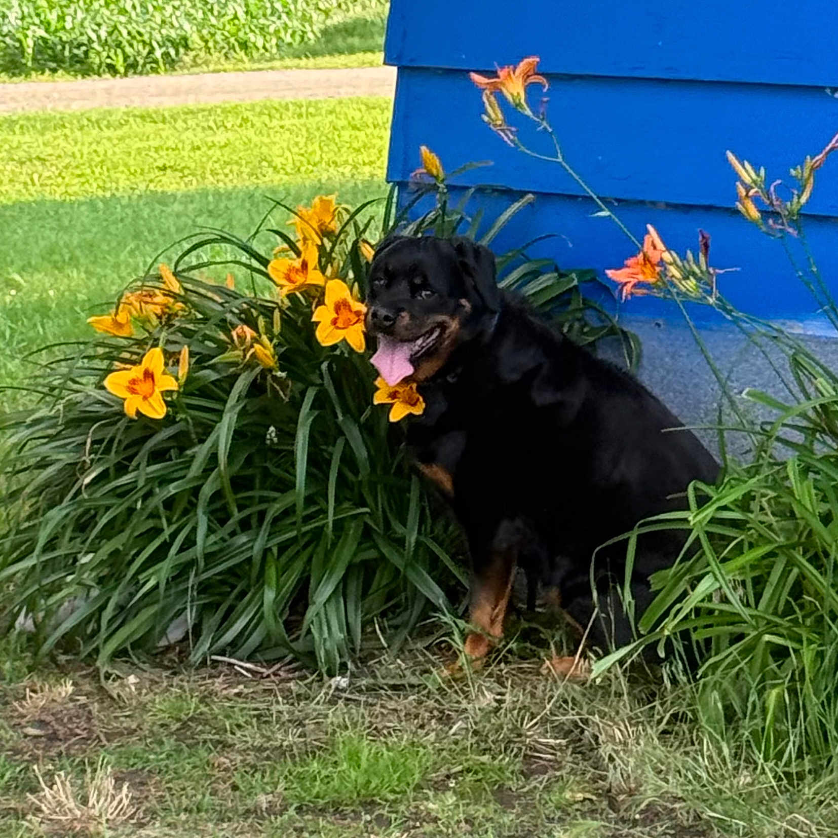 Lucy is registered to the contest to win money with this photo: dog, rottweiler, flower, yellow_flower, green_grass, blue_wall, outdoor, pet, animal, tongue_out, plant, summer, nature, garden, happy, canine, grass, leaf, sunlight, daytime