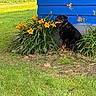 Lucy is registered to the contest to win money with this photo: rottweiler, dog, flower, daylily, orange_flower, blue_wall, grass, greenery, outdoor, nature, pet, canine, garden, summer, sunlight, plant, animal, rural, field, happy