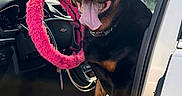 Lucy joined the competition — help win amazing prizes! rottweiler, dog, car, steering_wheel, pink_steering_wheel_cover, tongue_out, pet, vehicle_interior, black_dog, seat, leather_seat, dashboard, window, door, sunlight, happy_dog, canine, pet_in_car, open_car_door, collar