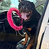 rottweiler, dog, car, steering_wheel, pink_steering_wheel_cover, tongue_out, pet, vehicle_interior, black_dog, seat, leather_seat, dashboard, window, door, sunlight, happy_dog, canine, pet_in_car, open_car_door, collar