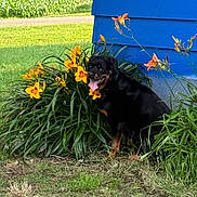 Lucy joined the competition — help win amazing prizes! rottweiler, dog, flower, yellow_flower, greenery, grass, garden, plant, outdoor, blue_wall, pet, animal, tongue_out, sitting, nature, summer, daylight, happy, canine, leaves