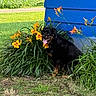 rottweiler, dog, flower, yellow_flower, greenery, grass, garden, plant, outdoor, blue_wall, pet, animal, tongue_out, sitting, nature, summer, daylight, happy, canine, leaves