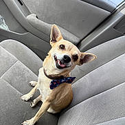 Bella is registered to the contest to win money with this photo: dog, small_dog, bow_tie, car_seat, happy, smiling, pet, indoor, canine, cute, animal, portrait, seat, looking_up, ears_up, fur, friendly, companion, domestic_animal, car_interior