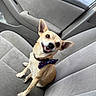 dog, small_dog, bow_tie, car_seat, happy, smiling, pet, indoor, canine, cute, animal, portrait, seat, looking_up, ears_up, fur, friendly, companion, domestic_animal, car_interior