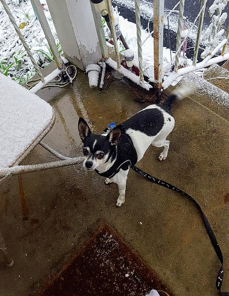 Jose is registered to the contest to win money with this photo: boston_terrier, canidae, carnivore, dog, dog_breed, french_bulldog, mammal, non_sporting_group, puppy, rat_terrier, siberian_husky, tail, toy_fox_terrier, winter