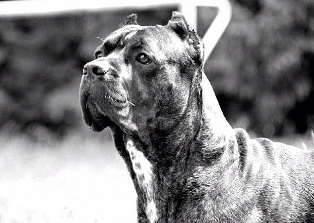 Erros a rejoint le concours — aidez-le/la à gagner de superbes lots ! ancient_dog_breeds, canidae, carnivore, collar, dog, dog_breed, dog_collar, fawn, monochrome, monochrome_photography, non_sporting_group, snout, sporting_group, style, terrestrial_animal, whiskers, wildlife, working_animal, working_dog