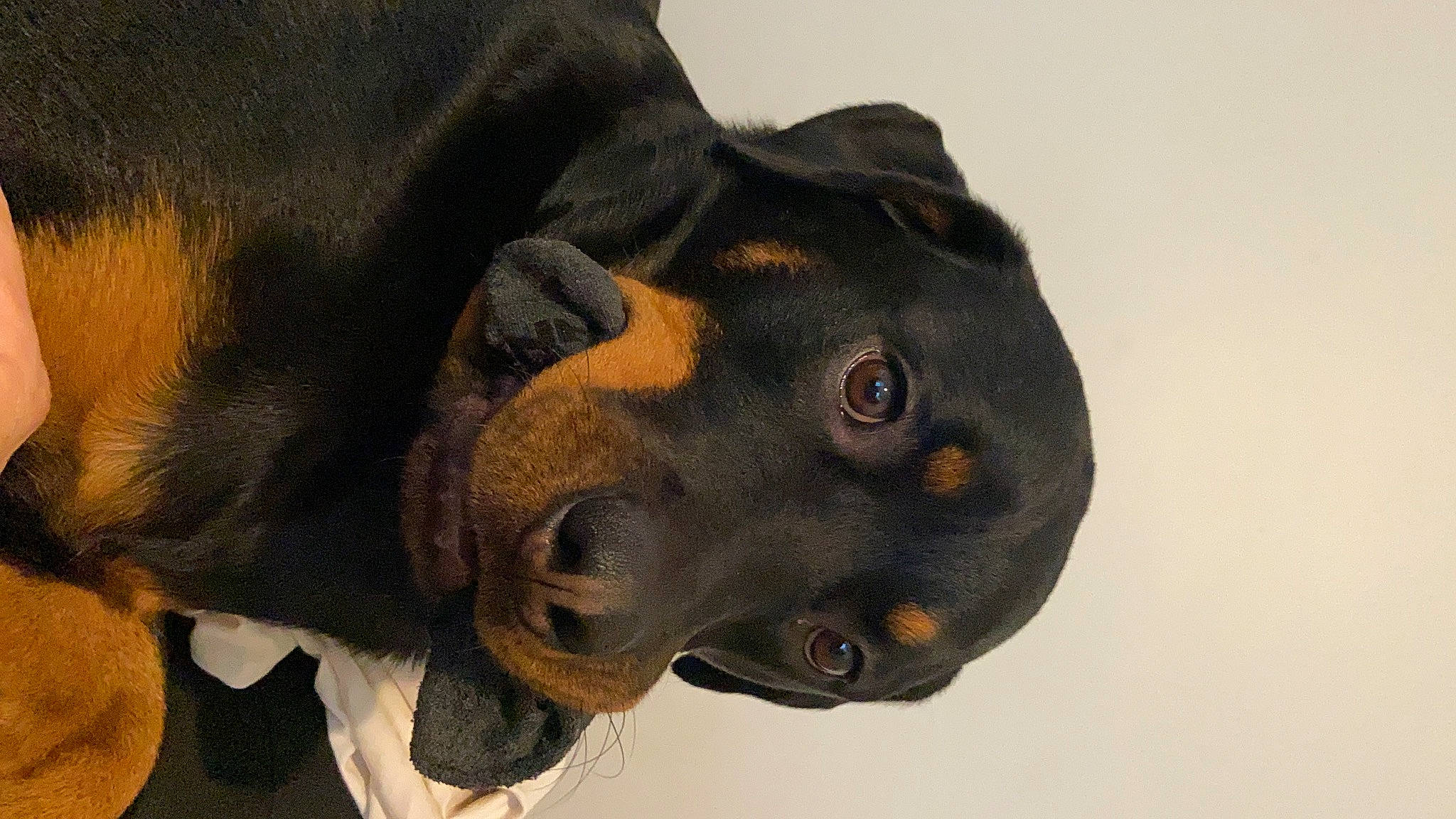 Thor joined the competition — help win amazing prizes! austrian_black_and_tan_hound, canidae, carnivore, dobermann, dog, dog_breed, german_pinscher, guard_dog, mammal, manchester_terrier, miniature_pinscher, pinscher, polish_hunting_dog, prazsky_krysarik, rottweiler, snout, sporting_group, toy_manchester_terrier, transylvanian_hound, vertebrate