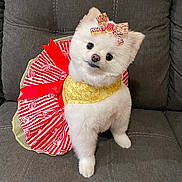Chanel joined the competition — help win amazing prizes! dog, white_dog, pomeranian, costume, popcorn_theme, bow, pet, cute, fluffy, indoor, couch, gray_couch, seated, looking_up, small_dog, adorable, animal, fur, head_tilt, pet_accessory