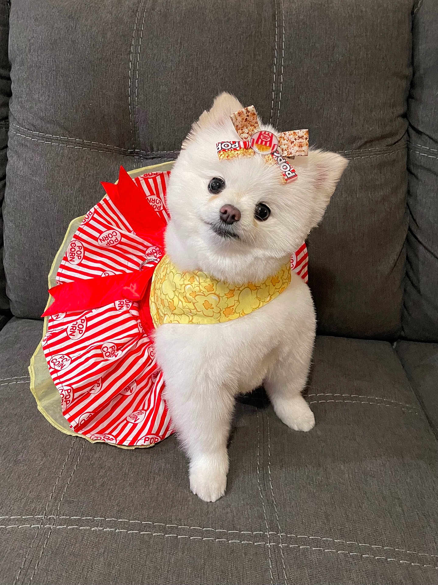 Chanel joined the competition — help win amazing prizes! dog, white_dog, pomeranian, costume, popcorn_theme, bow, pet, cute, fluffy, indoor, couch, gray_couch, seated, looking_up, small_dog, adorable, animal, fur, head_tilt, pet_accessory