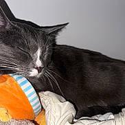 Téo a rejoint le concours — aidez-le/la à gagner de superbes lots ! cat, feline, pet, sleeping, gray_cat, white_paws, whiskers, plush_toy, orange_toy, blanket, bedding, pillow, indoor, cozy, closeup, portrait, fur, ear, nose, relaxed