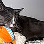 cat, feline, pet, sleeping, gray_cat, white_paws, whiskers, plush_toy, orange_toy, blanket, bedding, pillow, indoor, cozy, closeup, portrait, fur, ear, nose, relaxed