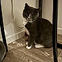 Téo participe au concours pour gagner de l'argent avec cette photo : cat, tuxedo_cat, gray_cat, white_paws, whiskers, sitting, indoor, wooden_floor, floor, chair_leg, metal_leg, wall, baseboard, electrical_cable, pet_toy, curious, portrait, closeup, household, pet
