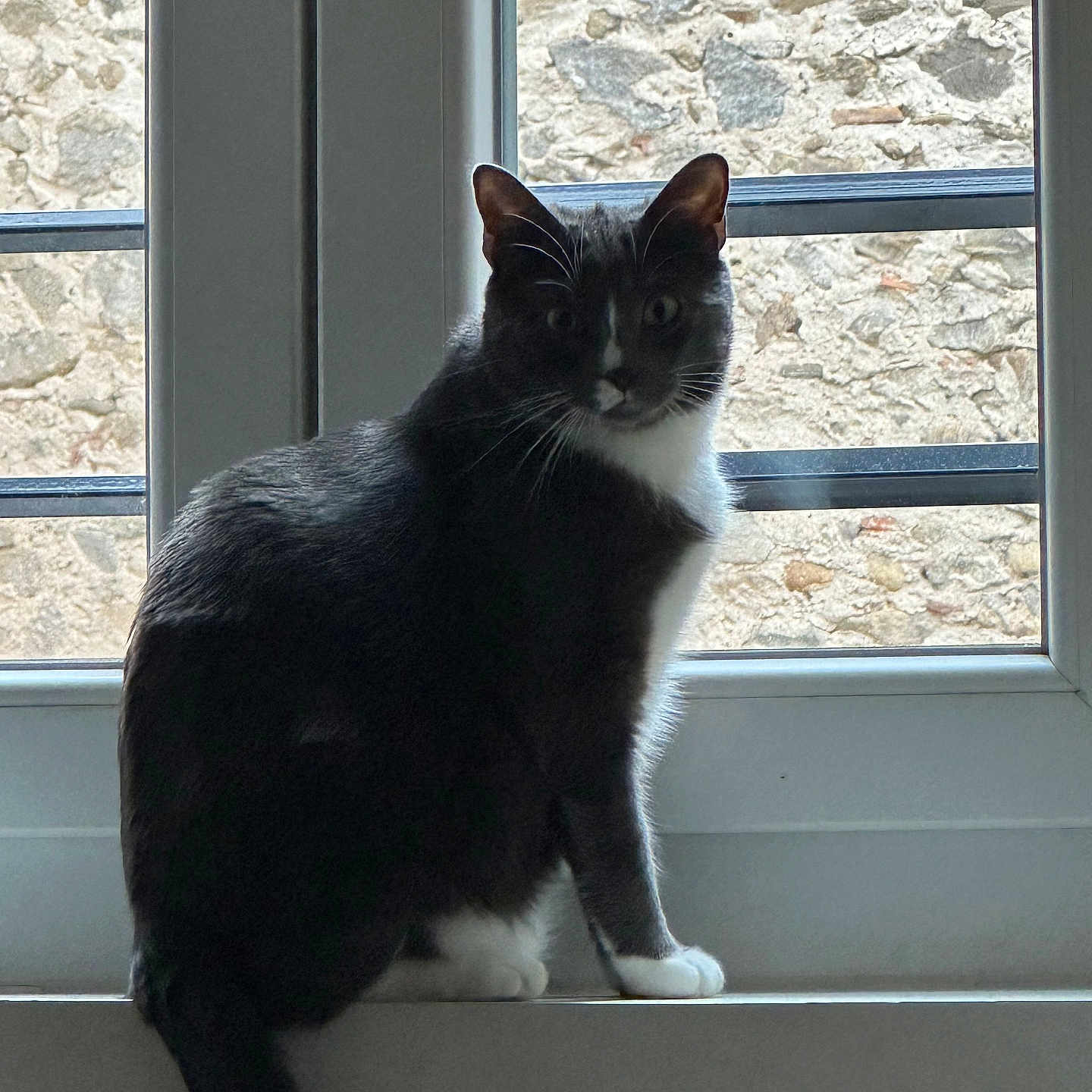 Téo a rejoint le concours — aidez-le/la à gagner de superbes lots ! backlit, cat, curiosity, daylight, domestic_cat, ears, home_interior, indoor, looking_at_camera, paws, pet, portrait, silhouette, sitting, stone_wall, tail, tuxedo_cat, whiskers, window, windowsill