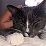 cat, sleeping, paw, whiskers, bed, blanket, hand, petting, closeup, grey_cat, white_paw, indoor, fur, resting, domestic_animal, cute, nose, ear, soft, cozy