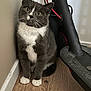 Téo participe au concours pour gagner de l'argent avec cette photo : cat, tuxedo_cat, gray_fur, white_chest, indoor, hardwood_floor, scooter, cable, wall, baseboard, whiskers, paws, yellow_eyes, fur, curious, sitting, portrait, pet, closeup, household_item