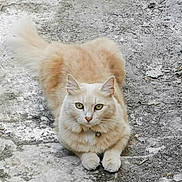 Wookie participe au concours pour gagner de l'argent avec cette photo : cat, fluffy, cream_colored, animal, pet, outdoor, concrete, dirt, tail, ears, whiskers, paws, alert, fur, ground, nature, close_up, looking, resting, collar