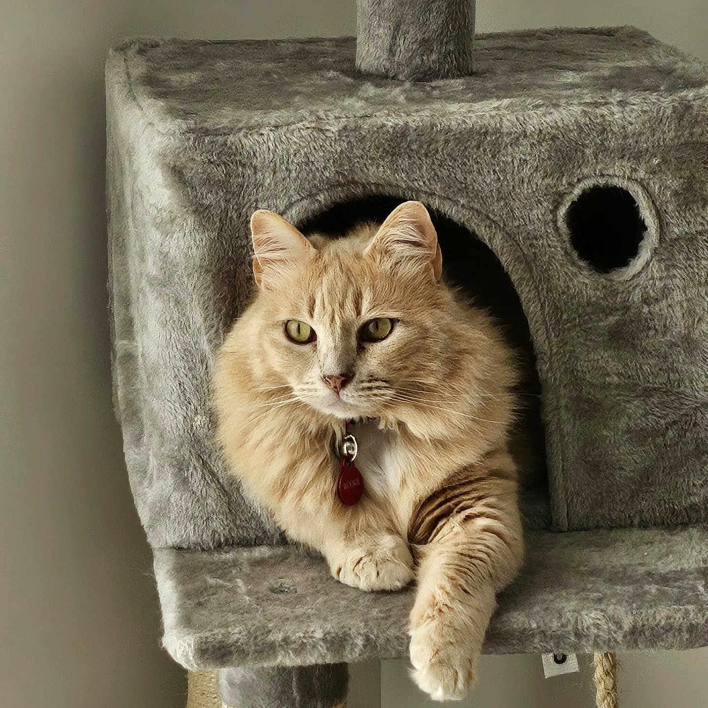 Wookie participe au concours pour gagner de l'argent avec cette photo : animal, calm, carpeted, cat, cat_tree, collar, cute, domestic_cat, feline, fluffy, indoor, light, orange_cat, paw, pet, relaxed, resting, scratching_post, soft_texture, tag