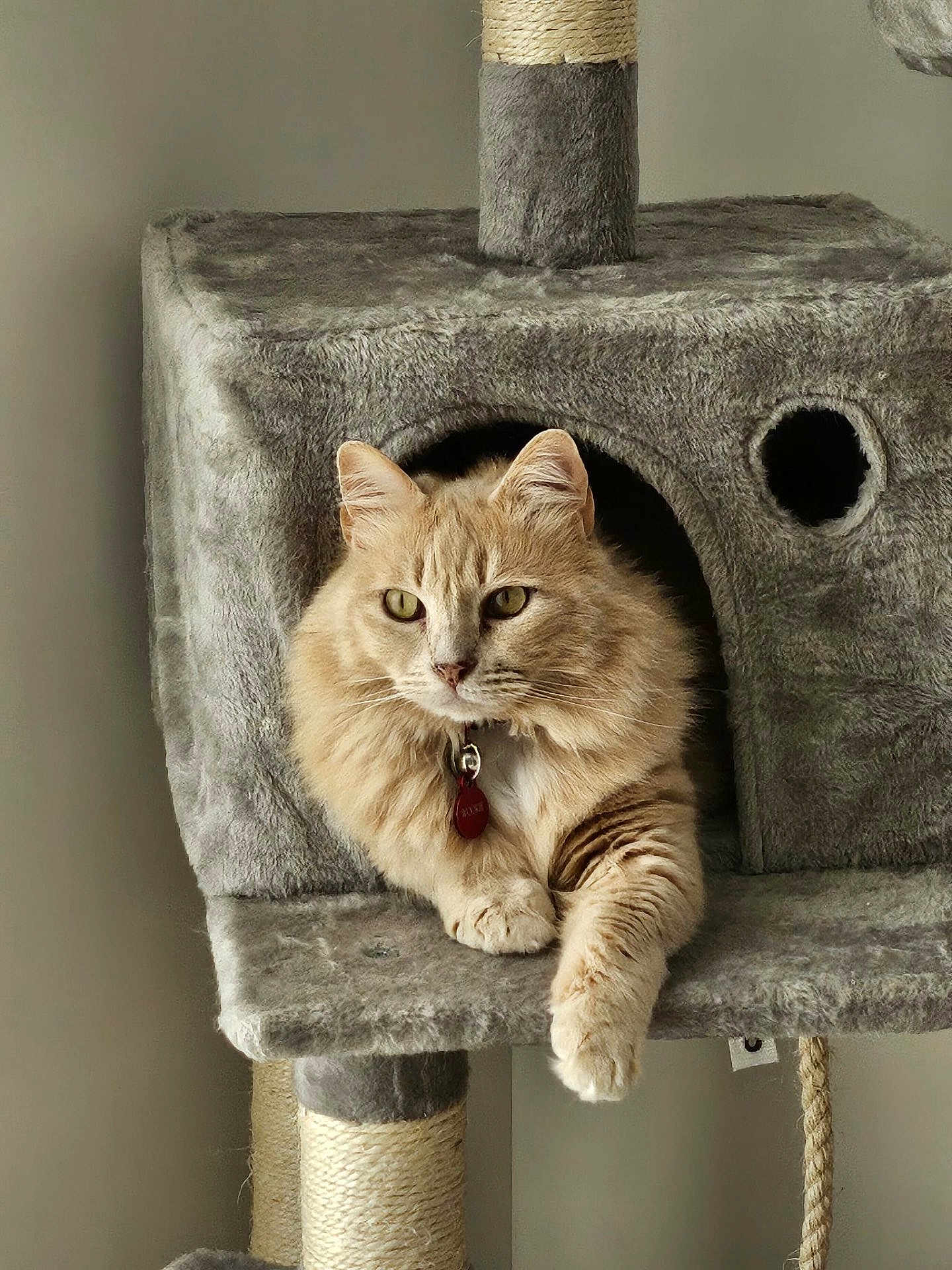 Wookie participe au concours pour gagner de l'argent avec cette photo : cat, orange_cat, fluffy, pet, cat_tree, carpeted, indoor, paw, relaxed, feline, animal, cute, domestic_cat, resting, collar, tag, scratching_post, soft_texture, light, calm