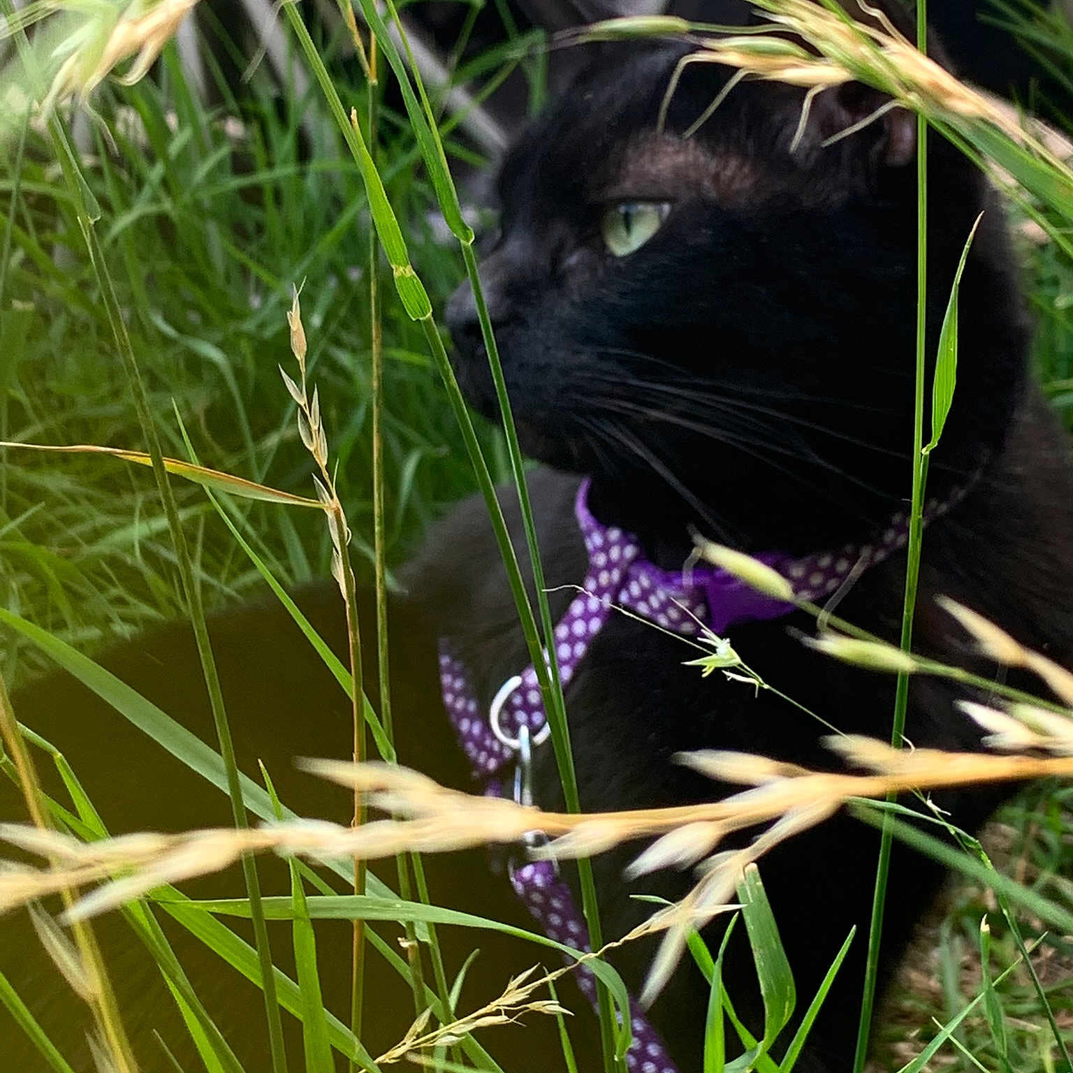 Michonne