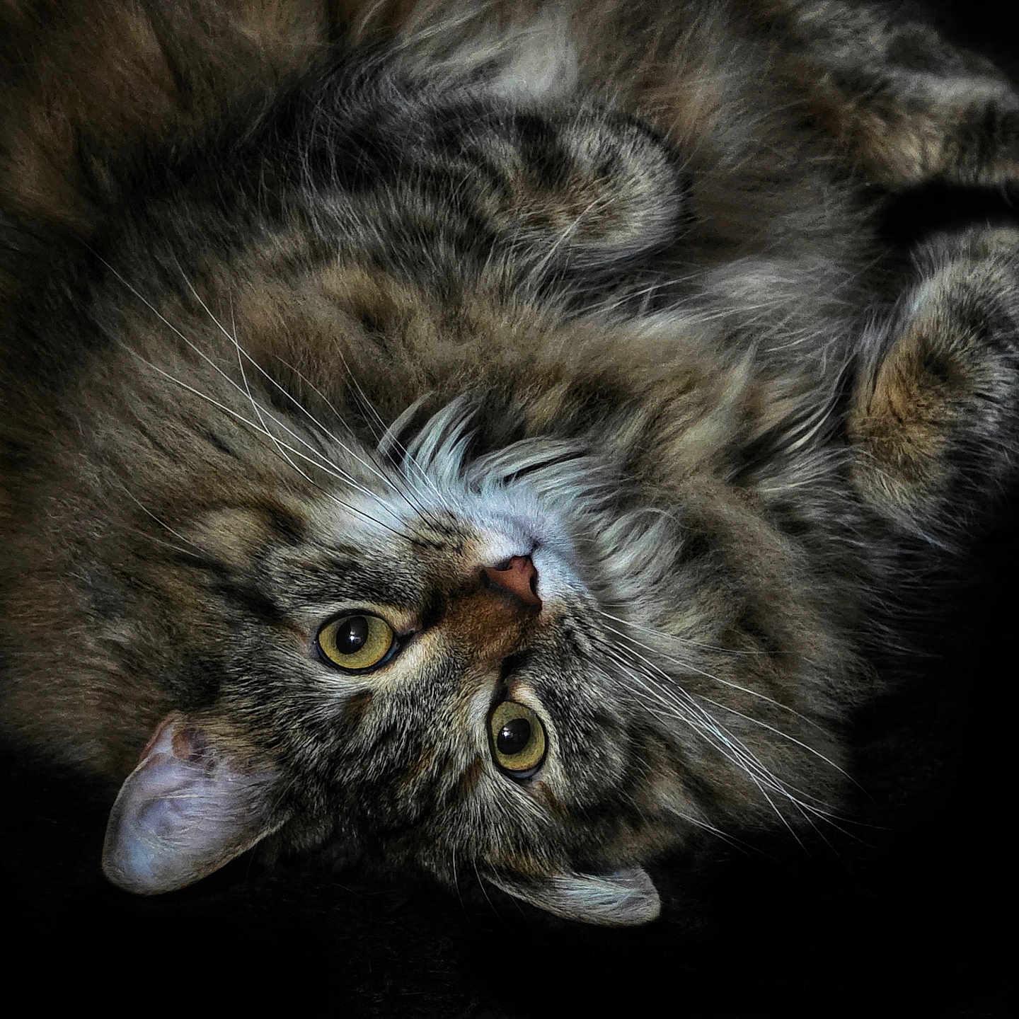 Lena Bowling is registered to the contest to win money with this photo: animal, cat, close_up, curious, cute, dark_background, domestic_cat, feline, fluffy, fur, indoor, looking_up, lying_down, pet, portrait, relaxed, soft_texture, tabby_cat, whiskers, yellow_eyes